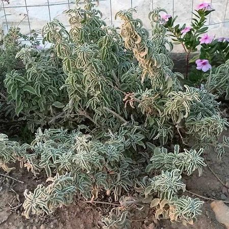 卡拉马基Korali House别墅 外观 照片